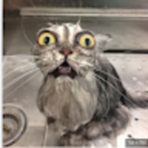 Meet your Posher, Kayden